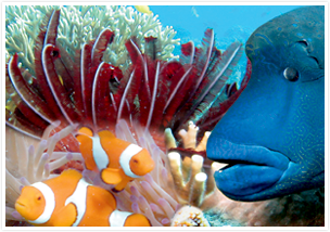 世界最大のサンゴ礁！グレートバリアリーフで遊ぶ