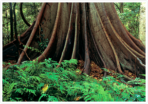 原始の森へトリップ！ 世界最古の熱帯雨林