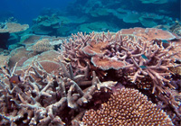 珊瑚（サンゴ）