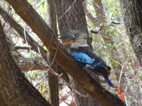 ダーウィン発ツアー