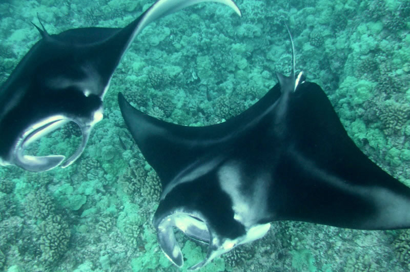 H I S コナ ハワイ島 発 ハワイ アメリカ の動物オプショナルツアー 海外現地ツアー格安予約