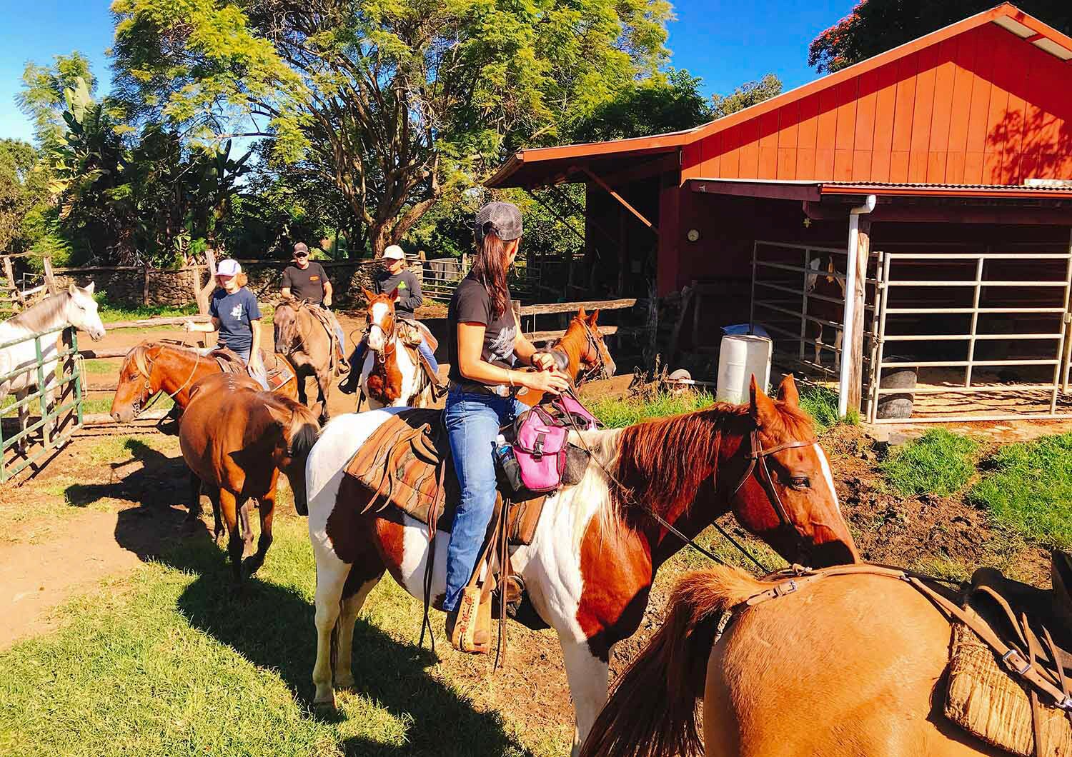 H I S ハワイの動物オプショナルツアー 海外現地ツアー格安予約