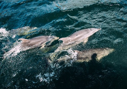 H I S ダウトフルサウンド 世界遺産ダウトフルサウンドクルーズその他都市 南島 ニュージーランド のオプショナルツアー 海外現地ツアー格安予約