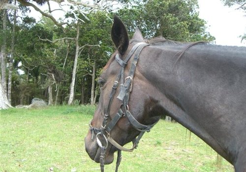 H I S ニュージーランドの自然を満喫 乗馬体験オークランド ニュージーランド のオプショナルツアー 海外現地ツアー格安予約