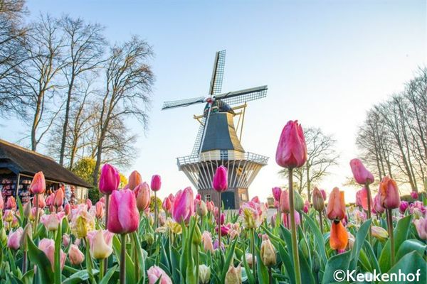 【3/20～5/10 限定催行】 日本語ガイドと専用車で行く　チューリップの名所・キューケンホフ公園　半日観光 by［みゅう］