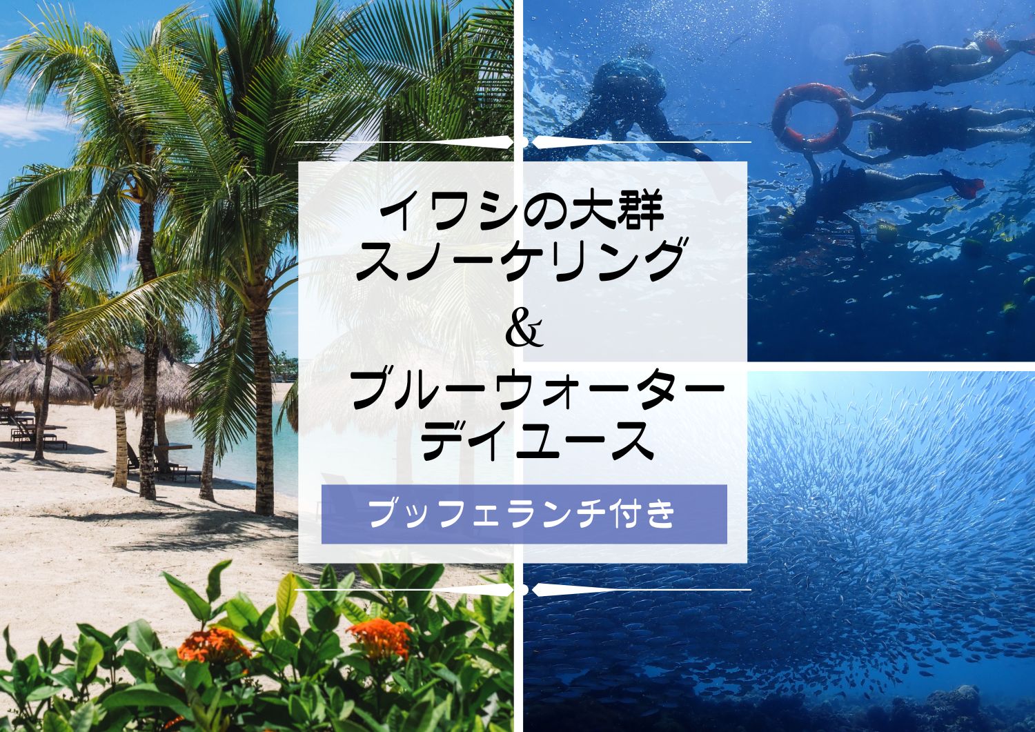 イワシの大群スノーケリング.jpg