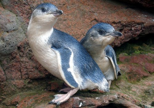 ããã¥ã¼ã¸ã¼ã©ã³ã ãã³ã®ã³ãã®ç»åæ¤ç´¢çµæ