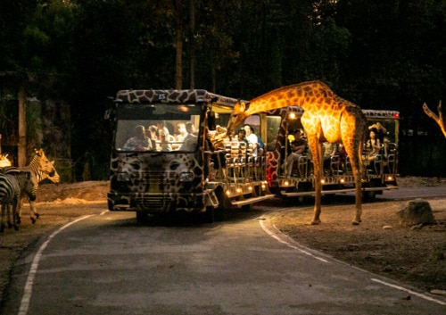【EVトゥクトゥクで行く！】<br />ナイトサファリ アドベンチャー ツアー <br />＜昼の部 or 夜の部＞