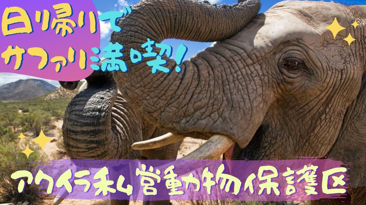 【日帰りサファリ】BIG5・アクイラ私営動物保護区(混乗送迎)