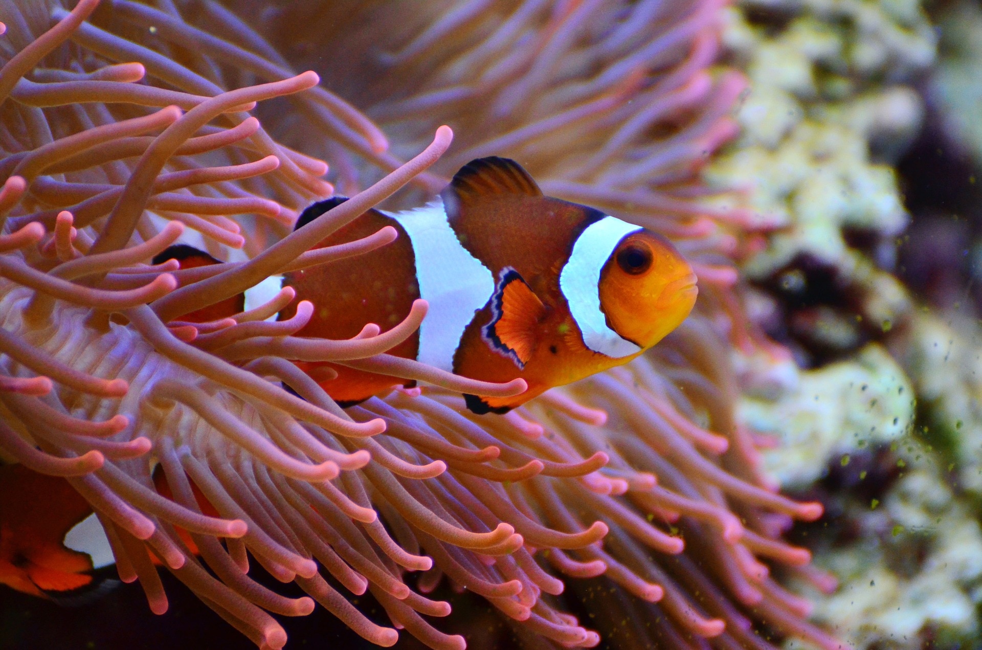 H I S 大好評につき第2弾 グアムの海は宝石箱 大人気のあのお魚にも会える シュノーケリングでグアムの海探検ツアー 手作り魚図鑑プレゼント グアム グアム のオプショナルツアー 海外現地ツアー格安予約