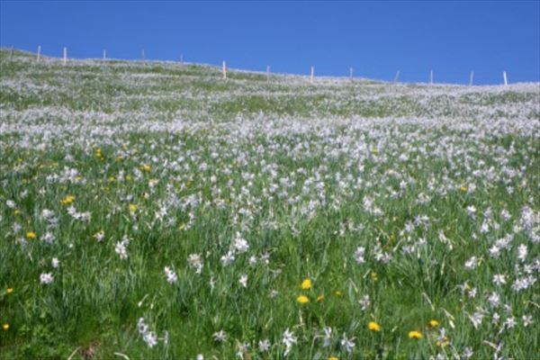 「5月の雪」ナルシスの花の地を訪ねて　午後観光by[みゅう]