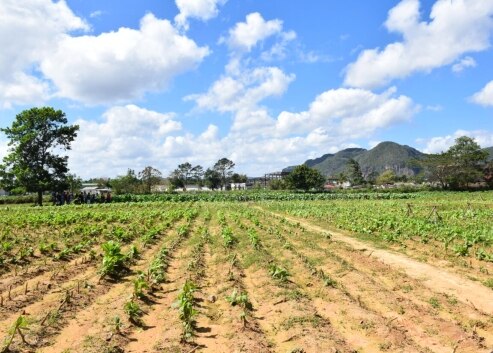 H I S 世界遺産ビニャーレス渓谷日帰りツアーハバナ キューバ のオプショナルツアー 海外現地ツアー格安予約