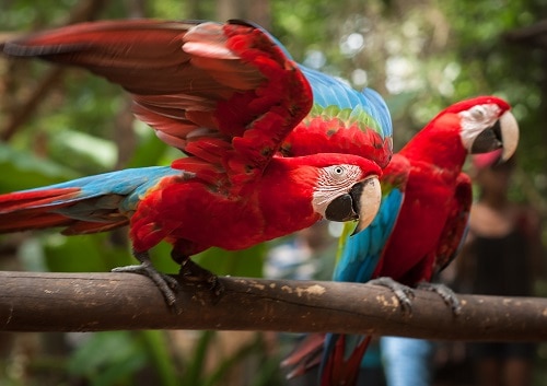 ベニコンゴウインコの羽手の色彩が特徴でございます！