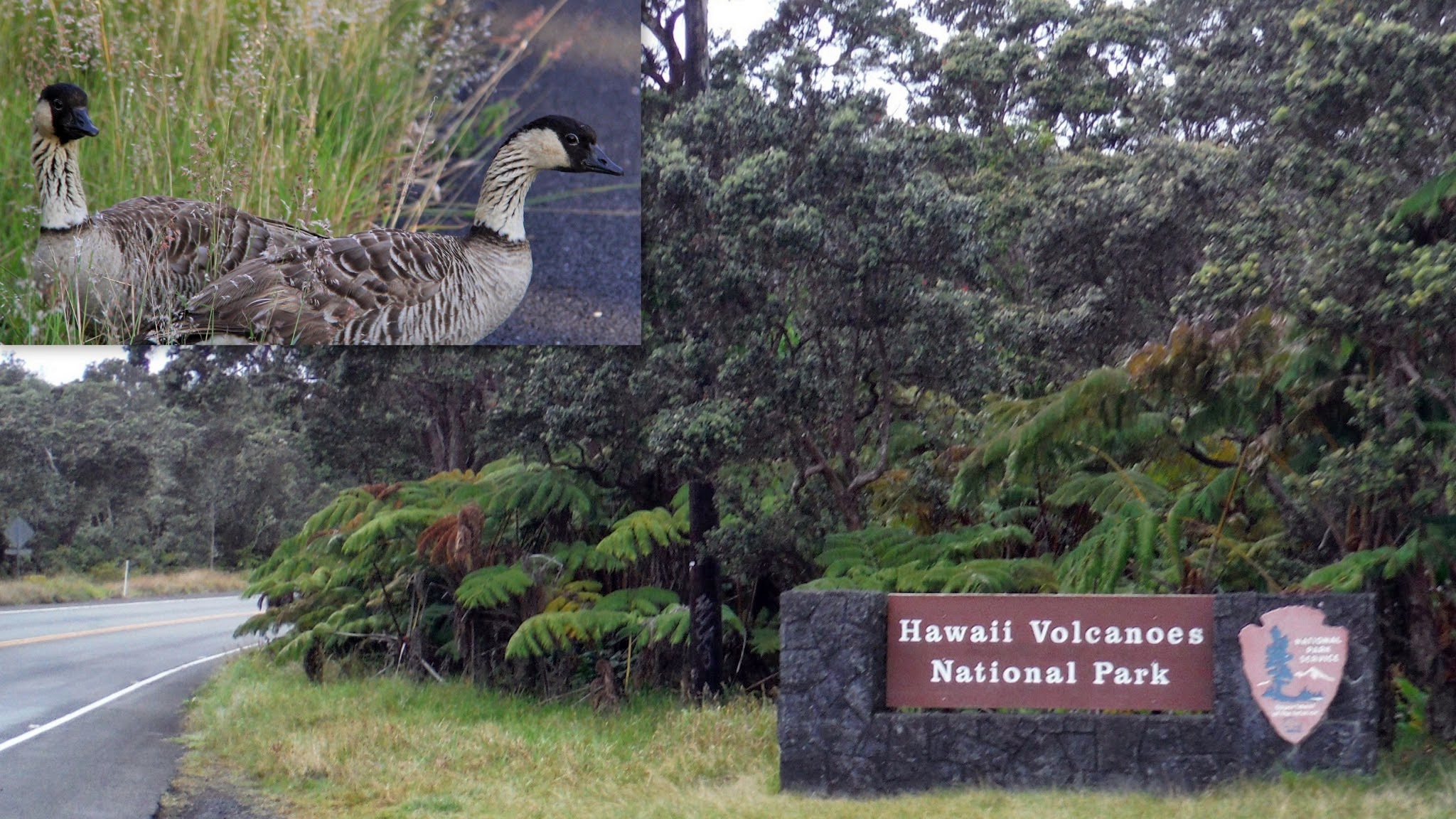 ハワイ州の「州の鳥｣ ネネ、キラウエア火山国立公園