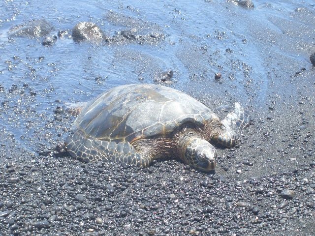 H I S サークルアイランドツアー ハワイ島周遊観光 昼食付 コナ ハワイ島 ハワイ アメリカ のオプショナルツアー 海外現地ツアー格安予約