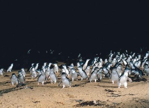 H I S 充実 メルボルンで３泊４日 日本語空港送迎 ディナー１回 ウォーキングトラム市内観光 ペンギンウォッチング付メルボルン オーストラリア のオプショナルツアー 海外現地ツアー格安予約