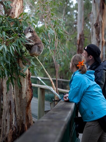 H I S 充実 メルボルンで３泊４日 日本語空港送迎 ディナー１回 ウォーキングトラム市内観光 ペンギンウォッチング付メルボルン オーストラリア のオプショナルツアー 海外現地ツアー格安予約