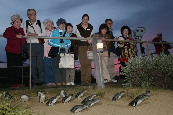 ペンギンパレード＆ワイルドライフパークツアー