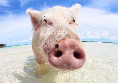 飛行機で行く豚さんビーチ1日ツアー往復送迎付き　　　（往路日本語ガイド空港アシスト付）