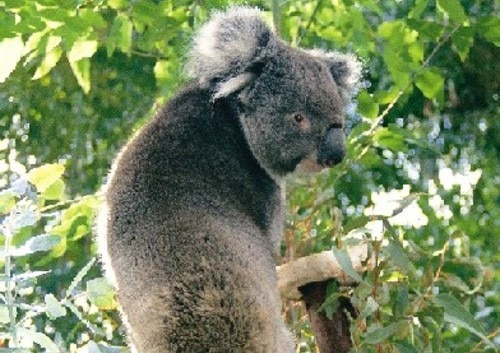 ワイルドライフパークのコアラ