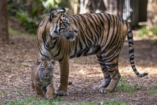 H I S サンディエゴ動物園1日観光サンディエゴ アメリカ合衆国 のオプショナルツアー 海外現地ツアー格安予約