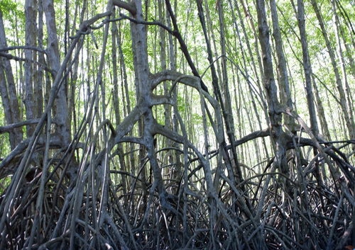 自然の偉大さを感じるマングローブ林