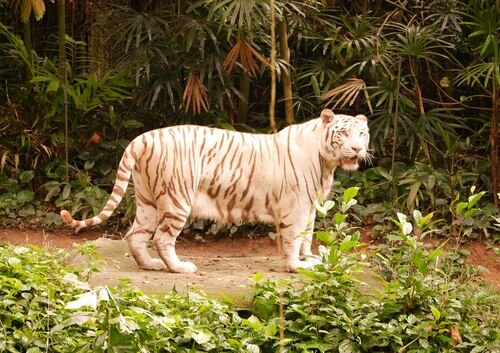 H I S シンガポール動物園とリバーサファリツアー 中華料理の昼食付き シンガポール シンガポール のオプショナルツアー 海外現地ツアー格安予約