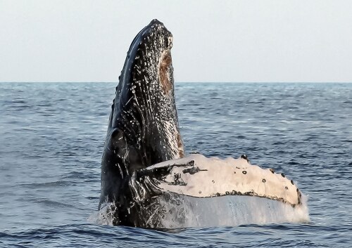 クジラの楽園！バハカリフォルニアでホエールウォッチング！！（英語ガイド）＜2022年12月中旬より催行！＞			