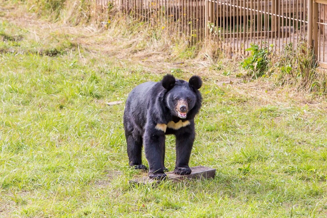 H I S クマ牧場でヒマラヤ熊の観察とエサやりウラジオストク ロシア のオプショナルツアー 海外現地ツアー格安予約