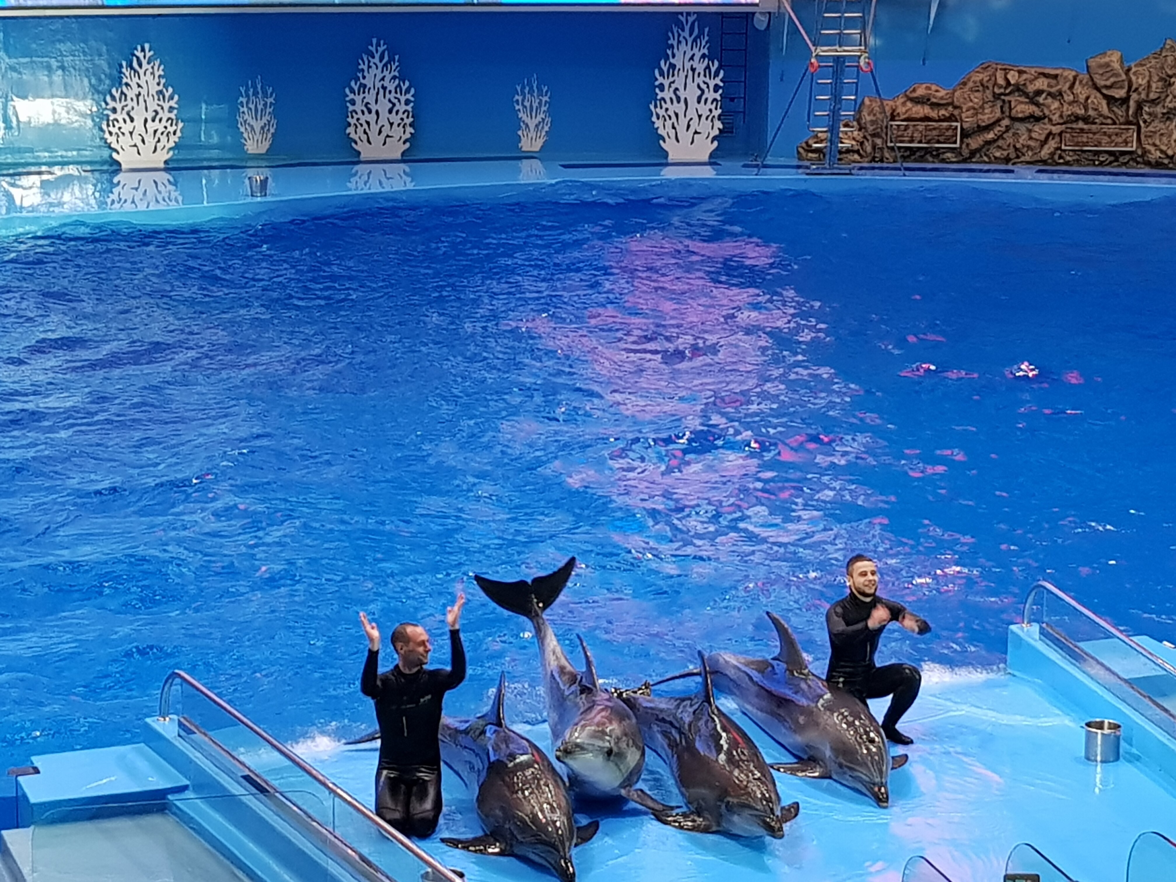 H I S ロシア最大プリモルスキー水族館 ウラジオストク市内観光 ランチ付き ウラジオストク ロシア のオプショナルツアー 海外現地ツアー格安予約