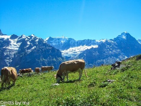 H I S グリンデルワルト発 プライベート 貸切日本語ハイキングガイドと歩くグローセシャイデック フィルスト 初級 中級グリンデルワルド スイス のオプショナルツアー 海外現地ツアー格安予約